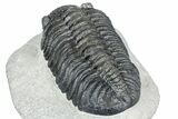Huge Phacopid (Drotops) Trilobite - Issoumour, Morocco #363237-5